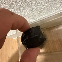 クサガメ❓
の画像