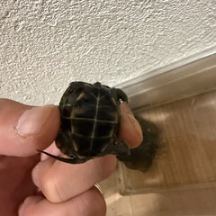 クサガメ❓
の画像