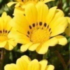 ガザニア　多年草　植物の画像