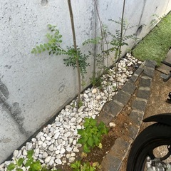 シマトネリコ　シンボルツリーの画像