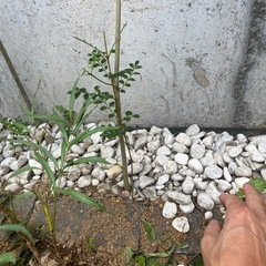 シマトネリコ　シンボルツリーの画像