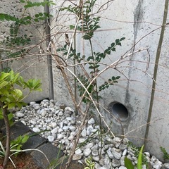 シマトネリコ　シンボルツリーの画像