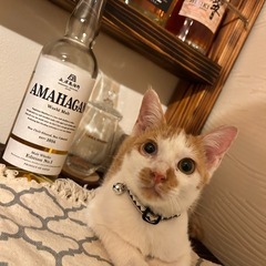 里親募集中
