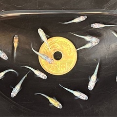 ラメ系メダカ色々 幼魚15匹 ※2025年生まれの画像