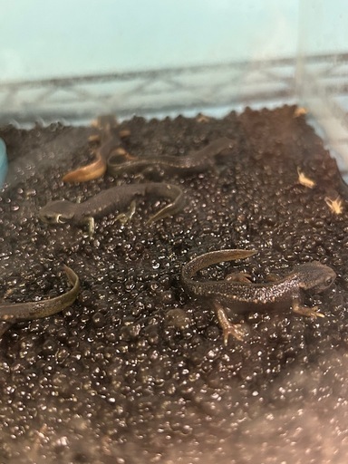 ミナミイボイモリ　2025CB　7匹