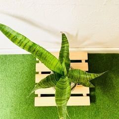 【大きいサイズ】サンスベリア　トリファシアータ　観葉植物　ハイドロカルチャーの画像