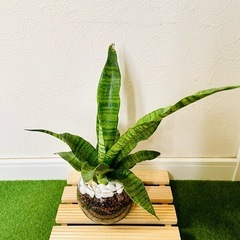 【大きいサイズ】サンスベリア　トリファシアータ　観葉植物　ハイドロカルチャーの画像