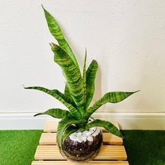 【大きいサイズ】サンスベリア　トリファシアータ　観葉植物　ハイドロカルチャーの画像
