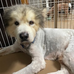 超大型犬　おっとりマイペースな優しい性格なロク