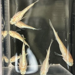 緋牡丹 メダカ 写真の7匹程 曲がりがある個体のため無料でお譲りします。の画像