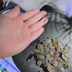 アマゾンフロッグビット　手のひらくらいのりょう量の画像