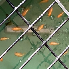 金魚　らんちゅう※決まりましたの画像