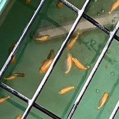 金魚　らんちゅう※決まりましたの画像