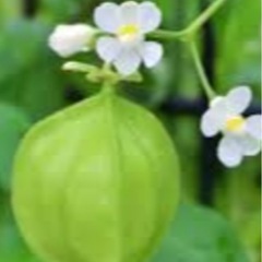 フウセンカズラ種　植物　グリーンカーテン
の画像