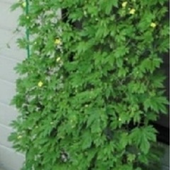フウセンカズラ種　植物　グリーンカーテン
の画像