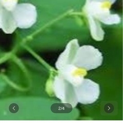 フウセンカズラ種　植物　グリーンカーテン
の画像