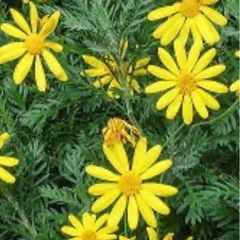 ユリオプスデージー　多年草の画像
