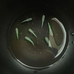 匹数限定✨メダカ【緑光】7匹の画像