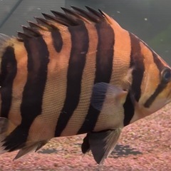 ダトニオ　プラスワン　スマトラ産　体長20㎝±⭐️の画像