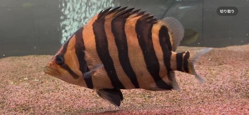 ダトニオ　プラスワン　スマトラ産　体長20㎝±⭐️