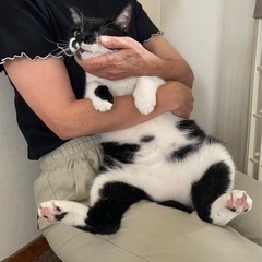2才半静かなメス猫 − 神奈川県