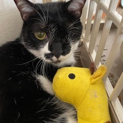 2才半静かなメス猫 - 横浜市