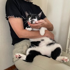 2才半静かなメス猫 - 猫