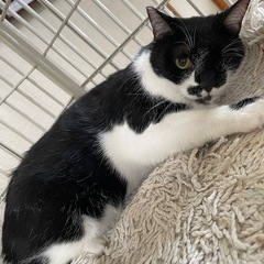 2才半静かなメス猫 - 里親募集