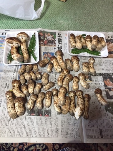 県産　松茸予約受付中