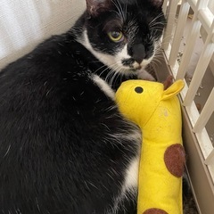 2才半静かなメス猫