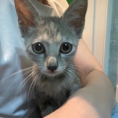 人懐こい！グレー茶トラのメス子猫