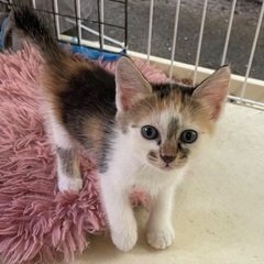 工場で産まれた5ニャン兄弟🐱1ヶ月半の女の子♡みーちゃん♡