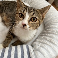 保護猫 仔猫 キジ  とっても甘えたちゃんの女の子