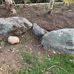 庭石お譲りしますの画像