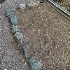 庭石お譲りしますの画像