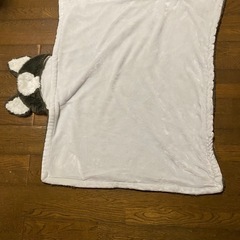 小さなケットの画像