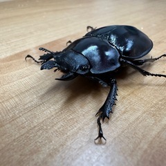 ヤエヤママルバネクワガタ　ペア　CBF3の画像