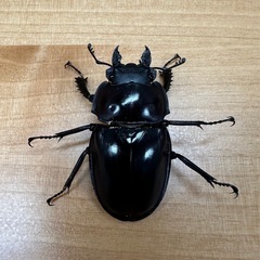 ヤエヤママルバネクワガタ　ペア　CBF3の画像