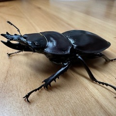 ヤエヤママルバネクワガタ　ペア　CBF3の画像