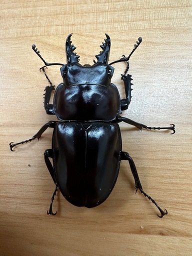 ヤエヤママルバネクワガタ　ペア　CBF3