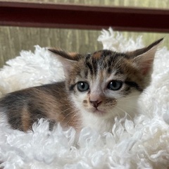【ご相談中】工場で産まれた5ニャン兄弟🐱1ヶ月半の女の子♡…