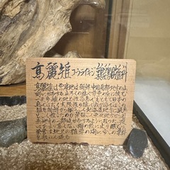 コウライキジ　高麗雉　剥製の画像