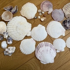 白っぽい貝殻　形おおきさ大きさいろいろの画像
