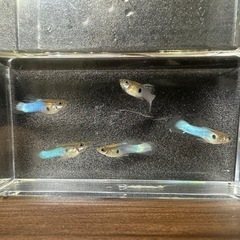 🐠国産グッピー ジャパンブルー 1ペア350円 5ペア以上で1ペア250円【在庫5ペア】自家繁殖個体　熱帯魚 国産 グッピー No.01の画像