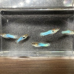 🐠国産グッピー ジャパンブルー 1ペア350円 5ペア以上で1ペア250円【在庫5ペア】自家繁殖個体　熱帯魚 国産 グッピー No.01の画像