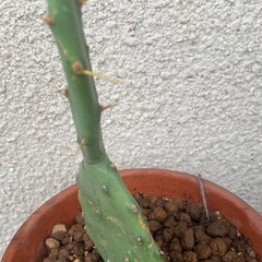 サボテンの画像