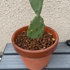 サボテンの画像