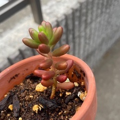 サボテンの画像