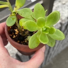 サボテンの画像