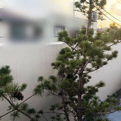 五葉松　鉢植え　約180cm　植木の画像